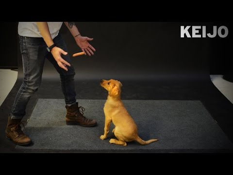 How Dogs React to Levitating Wiener