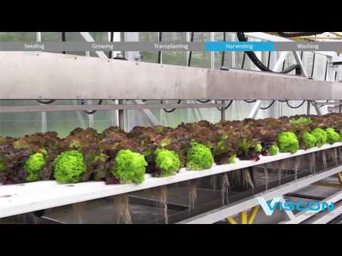 Viscon Hydroponics - Fully Automated Hydroponic System - Gipmans