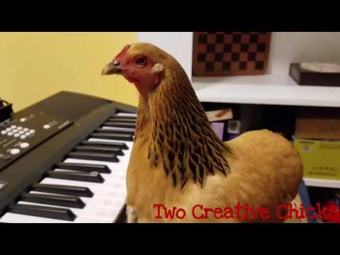 Patriotic Chicken Playing &quot;America the Beautiful&quot; on Keyboard Piano