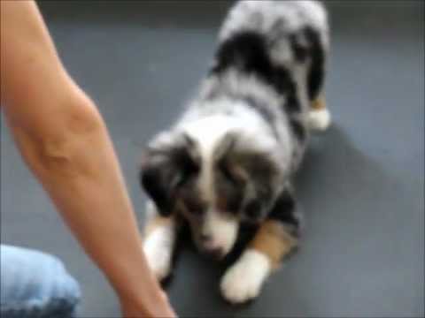 Amazing All-Star Mini Aussie Puppies Show Off Their Tricks! www.allstarminiaussies.com