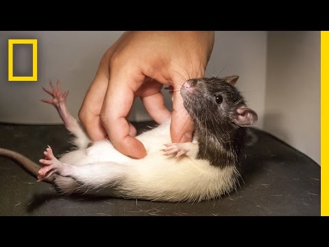 See What Happens When You Tickle a Rat | National Geographic