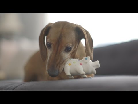 Puppy Talks to His Toy