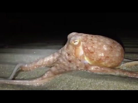 Octopuses found crawling up Welsh beach