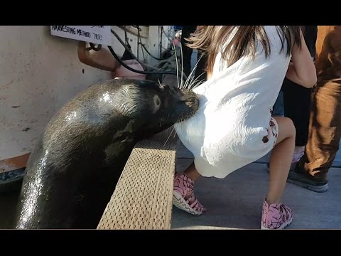 Sea lion drags girl into Steveston waters