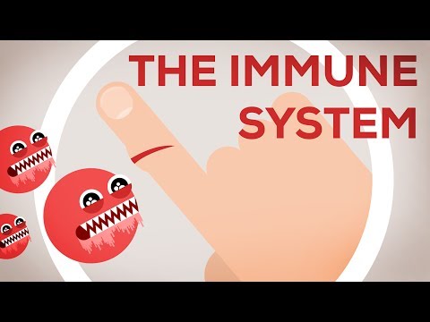 The Immune System Explained I – Bacteria Infection