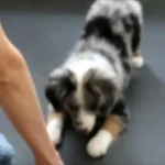 Amazing All-Star Mini Aussie Puppies Show Off Their Tricks!