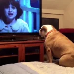 Bulldog watches a horror movie, does something INCREDIBLE during scary scene