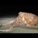 Dozens of Octopus found crawling up Welsh beach