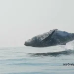 INCREDIBLE 40 Ton Humpback Whale Leaps Entirely Out of the Water! – Craig Capehart