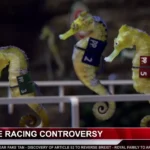 Paddy Power stages world’s first Seahorse Race