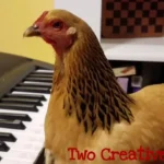 Patriotic Chicken Playing “America the Beautiful” on Keyboard Piano