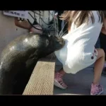 Sea lion drags and pulls little girl into Steveston waters