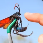 STUNG by a TARANTULA HAWK!